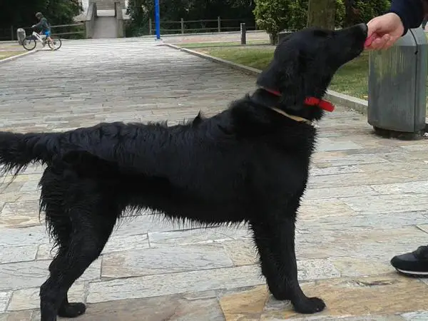 Leia de tucuman