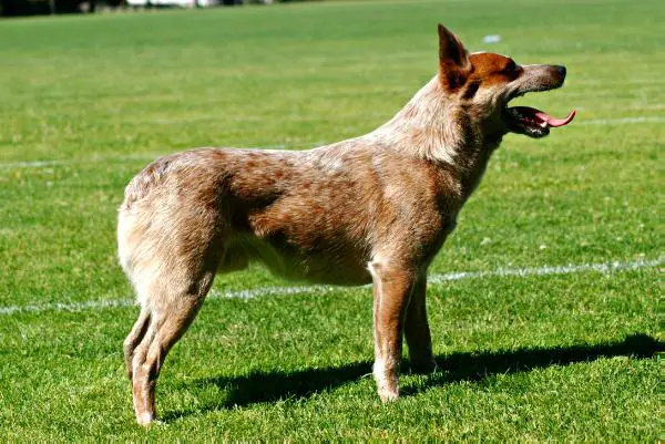 Red Town's Gus