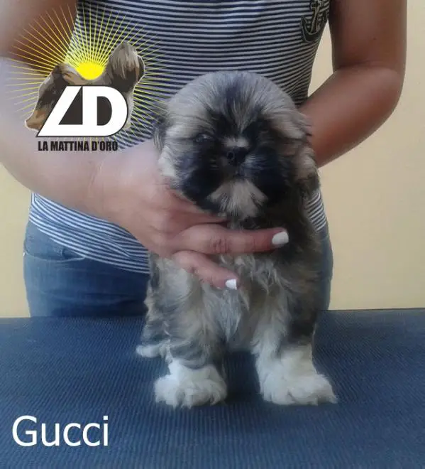 Gucci La Mattina D'oro
