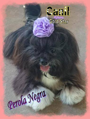 Pérola Negra La Mattina D'oro
