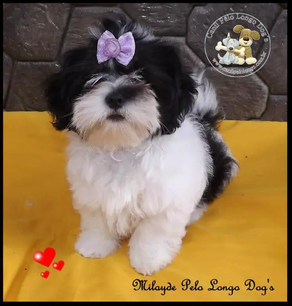 Milayde Pelo Longo Dogs