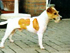 Twister Chai Lee