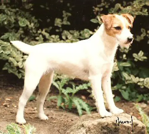 Ardencote Tanager