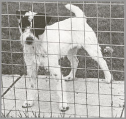 Blackdown Magpie