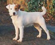 Orion van't Runsel