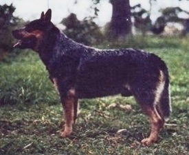 Plowman Blue Buckaroo