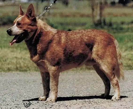 Arakoon Ozzie Bear