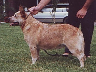 Justoz Bertha Bear