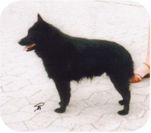 Pénélope d'Aquila Meldensis