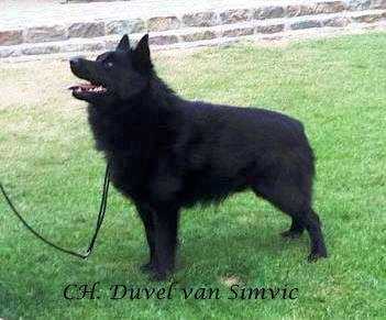 Duvel van simvic