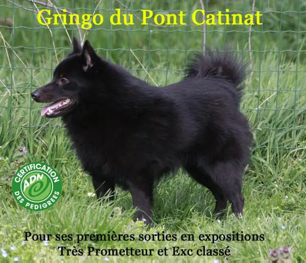 Gringo du Pont Catinat