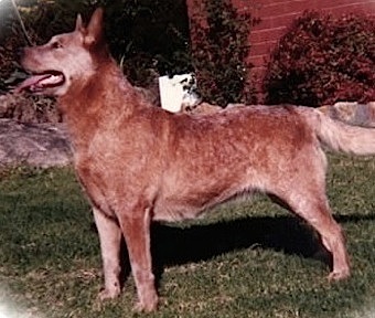 Clunybegg Red Bonita