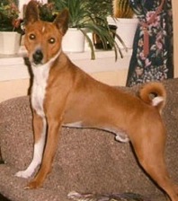 Azania's Ilario