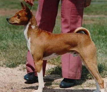 Aketi Kortez