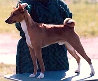 Calypso American Gigolo
