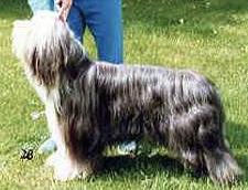 Potterdale Just William