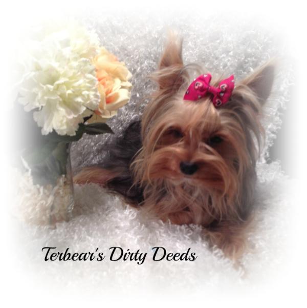 Terbear's Parti With Dirty Deeds
