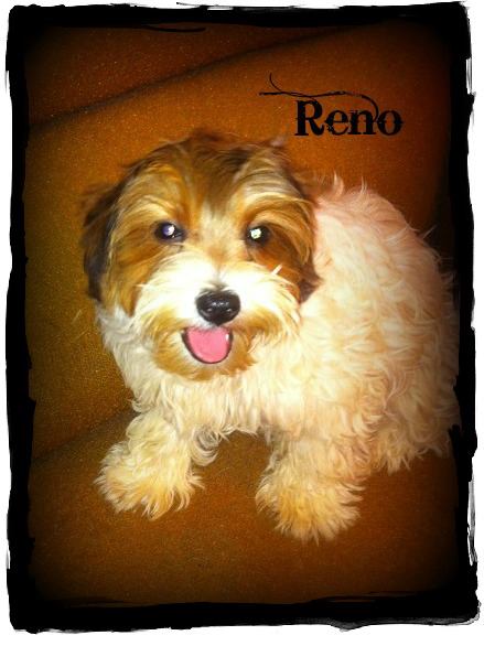 Terbear's Parti Boy Reno