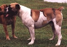 Ysterberg Mouzer Lompies