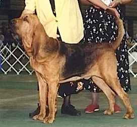 Shiloh's Lion Heart O'Churchil