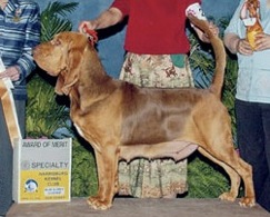 Honey Tree GGM Fate of Sherick