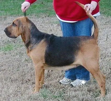 Shiloh's Once In A Blue Moon