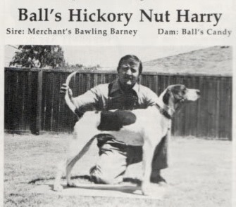 Ball's Hickory Nut Harry