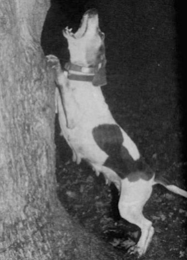 Taylors Hardwood Dixie