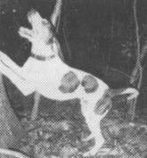Treadwells Hardwood Bozo