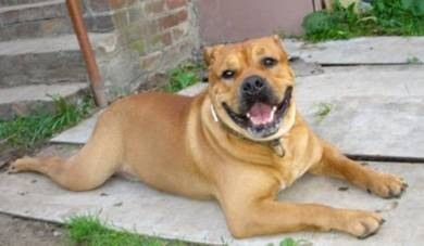 Hekate's Sacred Dogs Berserk