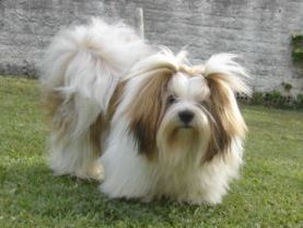 Lucky Lilou Simon Mares de Mel