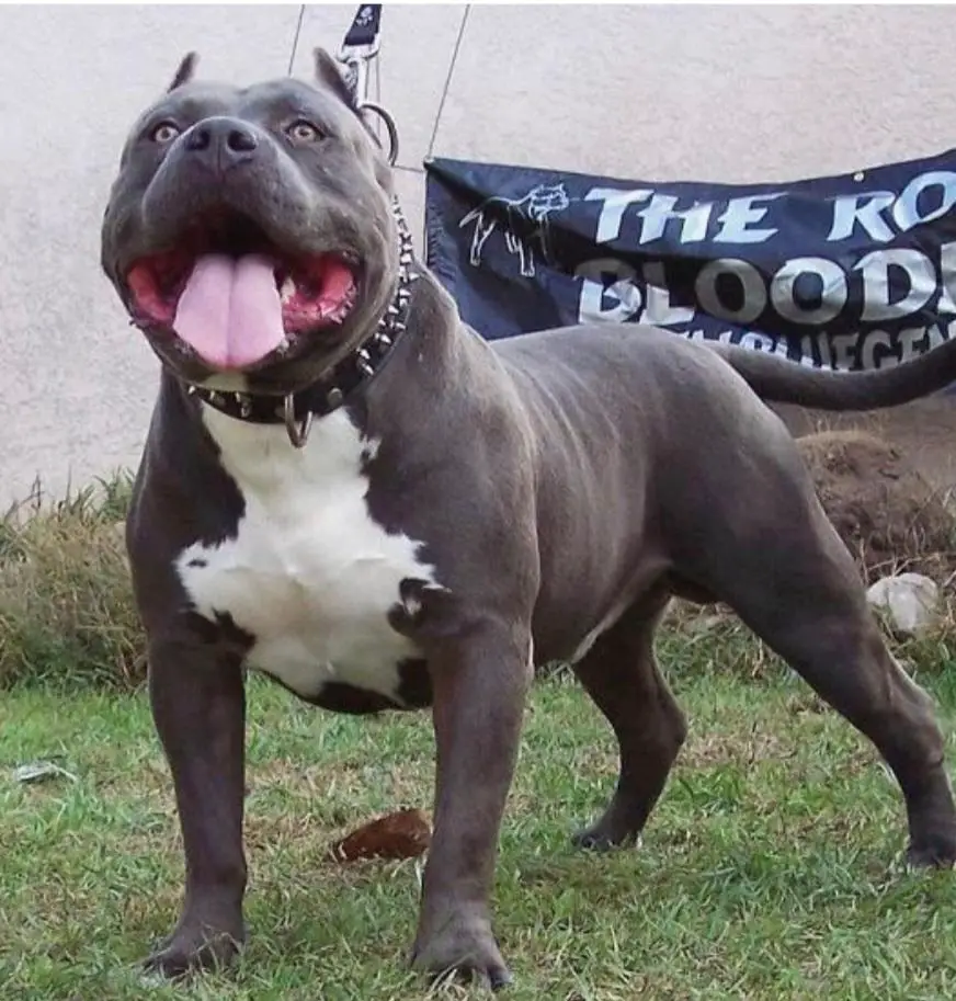 Royal Blue Gen's King Lion