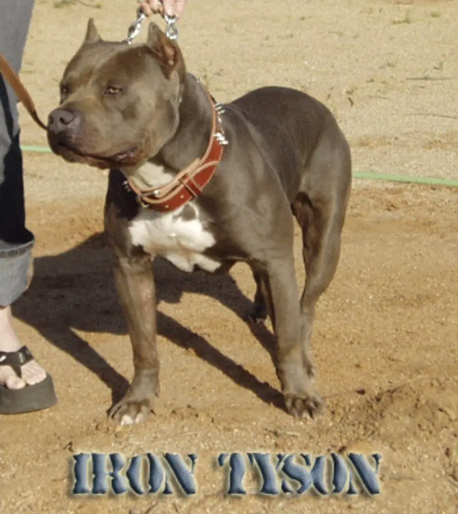Iron Cross' Iron Tyson of Lions Gate