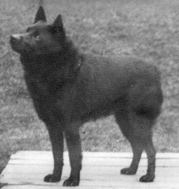 Wag o'the north