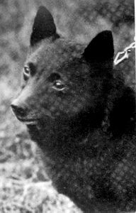 Ley Lane Lassie