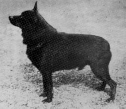 Bapton Fox