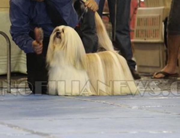 Stuart Lhasa Mares de Mel