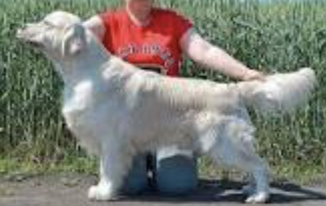 Evidog Richman