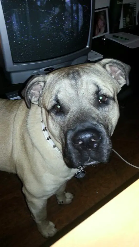 Tulio