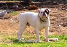 Mack's Simba