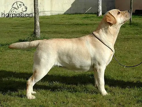 Emblemática de Harpocan