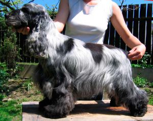 Bencleuch`s Border Reiver