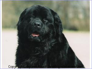 Black Animals Fleyd