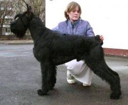 Rus Astershwarc Udjin	