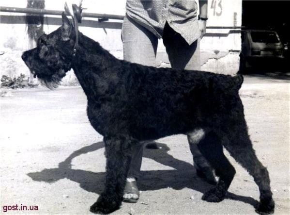 TSELTIS