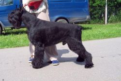 Zhensan Frederik