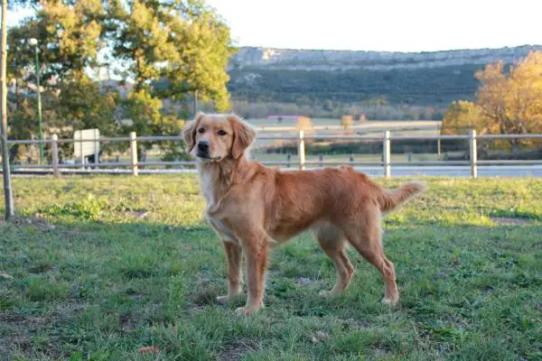 Canis amicus alma