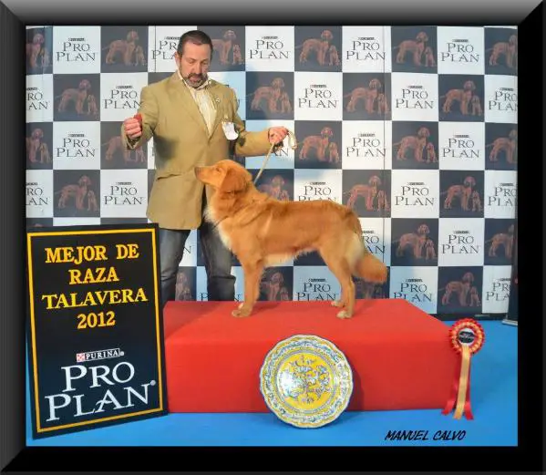 Born to be hero di casa toller