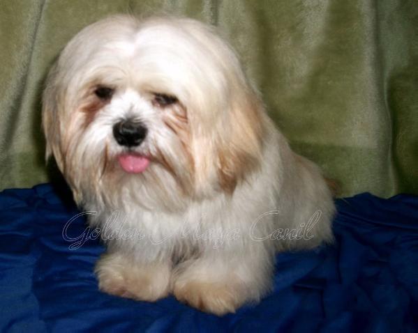 Fluppy Lhas Potala Casa di Cane