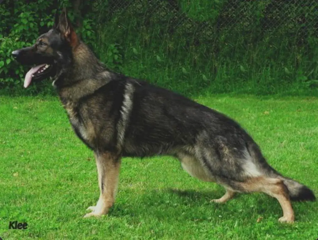 Basco vom wilden Klee